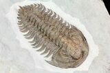 Early Cambrian Psedosaukianda Trilobite - Morocco #66919-2